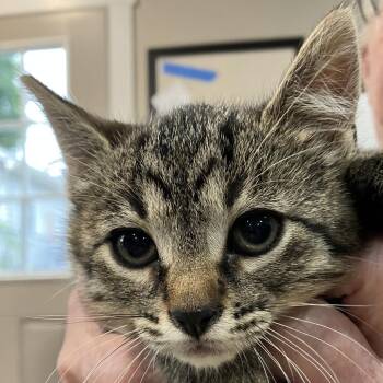 Cola - Chow Hound Northland -  Domestic Short Hair Cat for Adoption in Grand Rapids, Michigan - Cola - Chow Hound Northland | PetCurious
