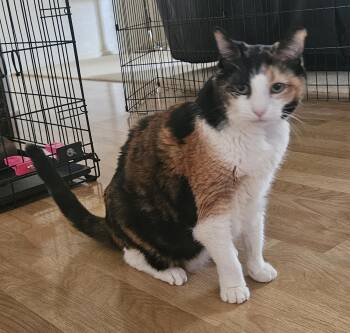 Sadie -  Domestic Short Hair Cat for Adoption in Tustin, California - Sadie | PetCurious