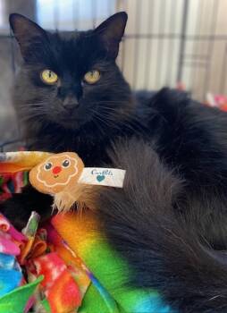 Rescue Domestic Long Hair Cats for Adoption in Duxbury, Massachusetts - Cuddles | PetCurious
