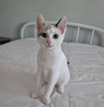 Darla -  Siamese and Domestic Short Hair Cat for Adoption in Saucier, Mississippi - Darla | PetCurious