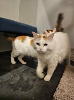 Domestic Long Hair Cats Available for Adoption - Jazmine | PetCurious