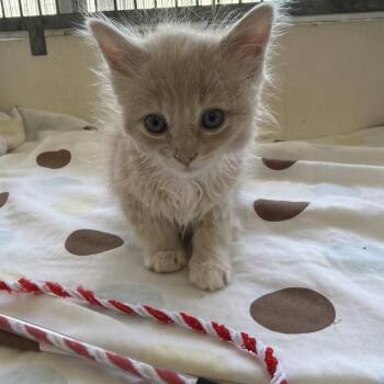 Domestic Short Hair Cats Available for Adoption in Goleta, California - Brad Kitt | PetCurious