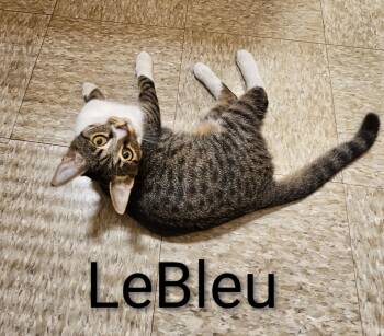 Le Bleu - North Conroe Petsmart -  Domestic Short Hair Cat Available for Adoption in Spring, Texas - Le Bleu - North Conroe Petsmart | PetCurious