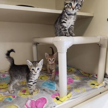 Rescue Domestic Short Hair Cats for Adoption - Kittens | PetCurious