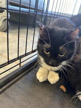 Domestic Short Hair Cats Available for Adoption - A796090 | PetCurious