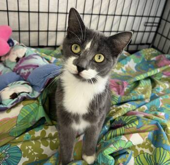 Domestic Short Hair Cats Available for Adoption - Dot | PetCurious
