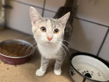SLEEPY -  Domestic Short Hair Cat for Adoption in Fort Wayne, Indiana - SLEEPY | PetCurious