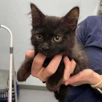 Domestic Long Hair Cats Available for Adoption - Ezra | PetCurious