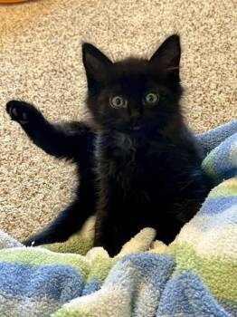 Domestic Short Hair Cats Available for Adoption in Fort Collins, Colorado - Babalu | PetCurious