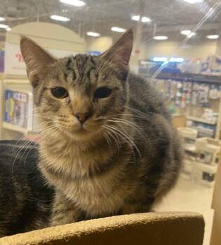 Rescue Domestic Short Hair Cats for Adoption in Sterling Heights, Michigan - Wolfrick | PetCurious