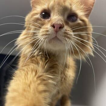 Domestic Short Hair Cats Available for Adoption in Lenexa, Kansas - Homer | PetCurious