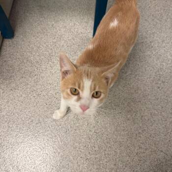 Caribou -  Domestic Short Hair Cat for Adoption in Naperville, Illinois - Caribou | PetCurious