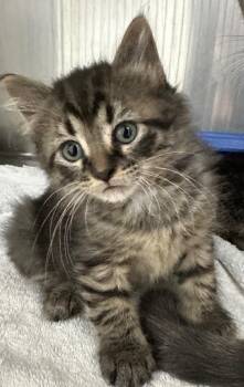 Domestic Short Hair Cats Available for Adoption - Benedict | PetCurious