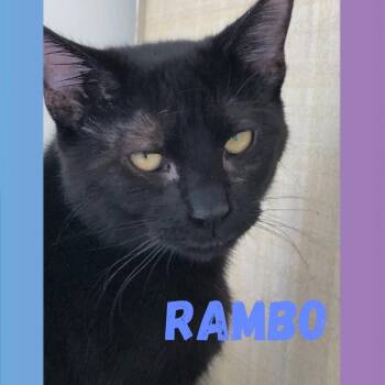 Domestic Short Hair Cats Available for Adoption - Rambo | PetCurious
