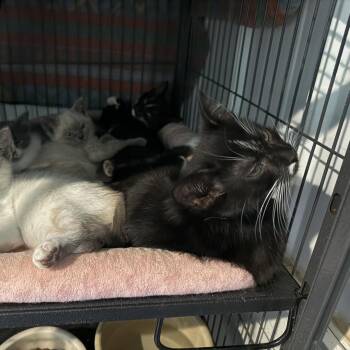 Rescue Domestic Short Hair Cats for Adoption in Richmond Dale, Ohio - Kimberly | PetCurious