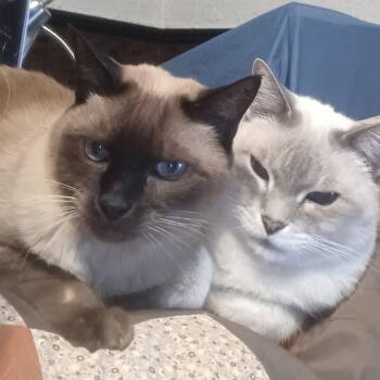 Tonkinese Cats Available for Adoption - Toby & Sushi | PetCurious