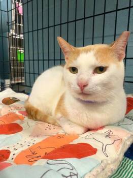 Domestic Short Hair Cats Available for Adoption in Warren, Ohio - Luigi | PetCurious
