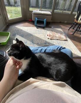 Domestic Short Hair Cats Available for Adoption - Mirabel | PetCurious