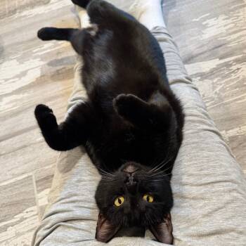 Rescue Domestic Short Hair Cats for Adoption in Tulsa, Oklahoma - Magpie | PetCurious