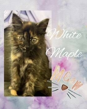 Tortoiseshell Cats Available for Adoption in Pasco, Washington - White Maple | PetCurious