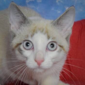 Adam -  Siamese and Snowshoe Cat for Adoption in Huntley, Illinois - Adam | PetCurious