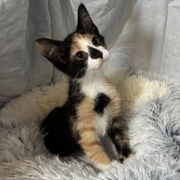Alecia -  Domestic Medium Hair Cat for Adoption in Columbia, Missouri - Alecia | PetCurious