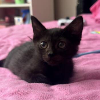 Kiki -  Domestic Short Hair Cat for Adoption in Palmetto Bay, Florida - Kiki | PetCurious