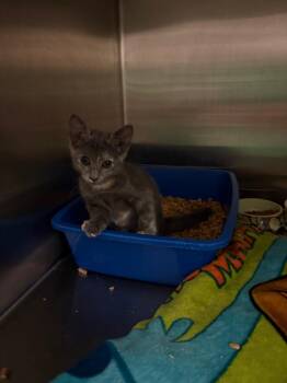Nokota -  Domestic Short Hair Cat Available for Adoption in Ocala, Florida - Nokota | PetCurious