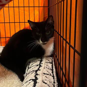 GiGi -  Domestic Short Hair Cat for Adoption in Huntington, West Virginia - GiGi | PetCurious