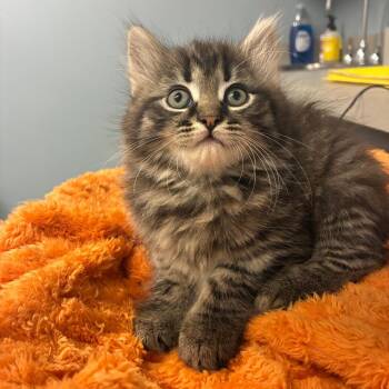 Ginger -  Domestic Medium Hair Cat for Adoption in Oak Park, Illinois - Ginger | PetCurious