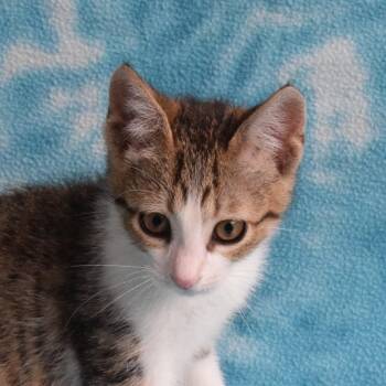 Harper -  American Shorthair Cat for Adoption in Eureka, California - Harper | PetCurious