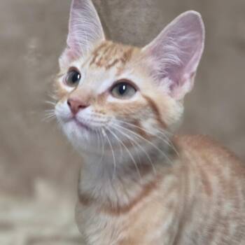 Cheeto -  Domestic Short Hair Cat for Adoption in Wiggins, Mississippi - Cheeto | PetCurious