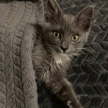 Loki -  Domestic Long Hair Cat for Adoption in Pleasanton, California - Loki | PetCurious