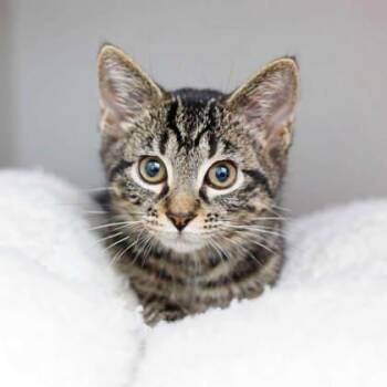 Cricket -  Domestic Short Hair Cat for Adoption in Atlanta, Georgia - Cricket | PetCurious