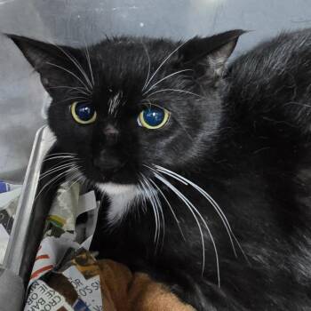 Lewey -  Domestic Short Hair Cat for Adoption in Marble, North Carolina - Lewey | PetCurious