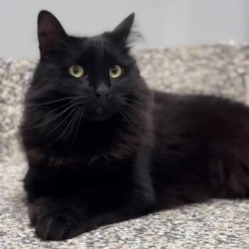 Lorelei -  Domestic Long Hair and Maine Coon Cat for Adoption in Huntington, New York - Lorelei | PetCurious