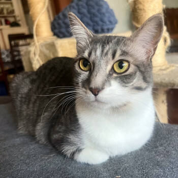 Rescue Domestic Short Hair Cats for Adoption in Redlands, California - Craycray | PetCurious