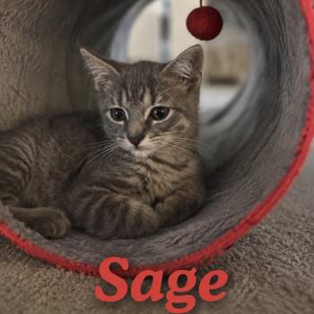 Sage -  Tabby Cat for Adoption in Wyandotte, Michigan - Sage | PetCurious