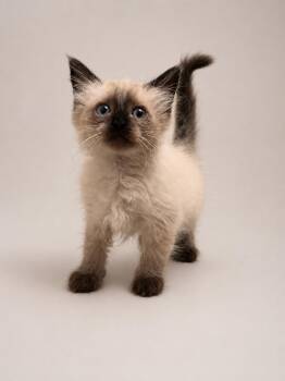 Cream -  Domestic Long Hair and Siamese Cat for Adoption in Greensboro, North Carolina - Cream | PetCurious