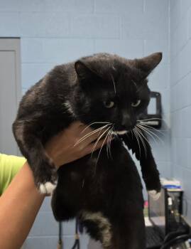 Domestic Short Hair Cats Available for Adoption in Evansville, Indiana - Royal | PetCurious