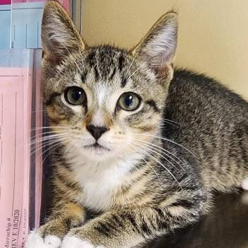 Lennox -  Domestic Short Hair Cat for Adoption in Shinnston, West Virginia - Lennox | PetCurious