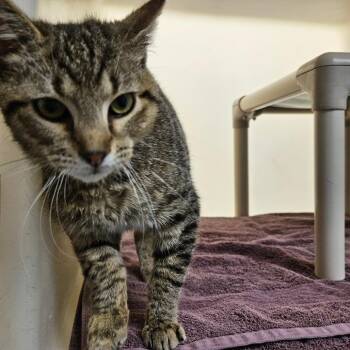 Domestic Short Hair Cats Available for Adoption - Puma | PetCurious