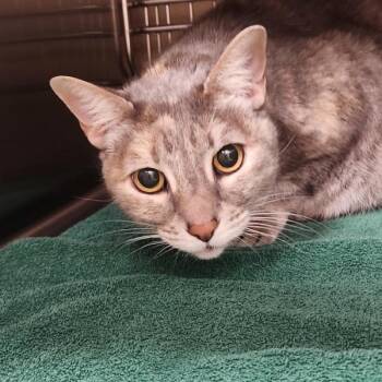Amelie -  Domestic Short Hair Cat for Adoption in Vancouver, Washington - Amelie | PetCurious