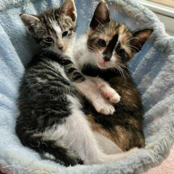 Domestic Short Hair Cats Available for Adoption in Candler, North Carolina - Ember Sophia | PetCurious