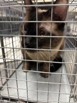 KIMBA -  Siamese Cat for Adoption in Las Vegas, Nevada - KIMBA | PetCurious