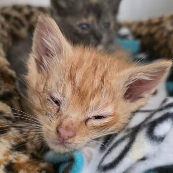 Sebastian -  Domestic Short Hair Cat for Adoption in Gloucester, Virginia - Sebastian | PetCurious