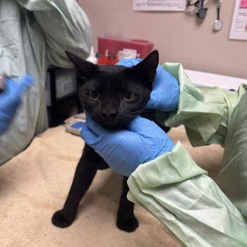 Wallace Fennel -  Domestic Short Hair Cat for Adoption in Tempe, Arizona - Wallace Fennel | PetCurious