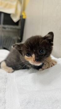 Dolly -  Domestic Short Hair Cat for Adoption in Honolulu, Hawaii - Dolly | PetCurious