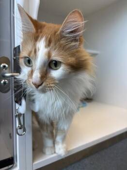 SHERB -  Domestic Medium Hair Cat for Adoption in Indianapolis, Indiana - SHERB | PetCurious