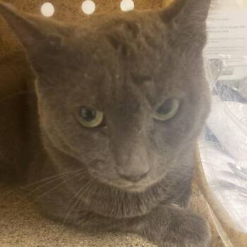 71954 -  Domestic Short Hair Cat for Adoption in Harrisonburg, Virginia - 71954 | PetCurious